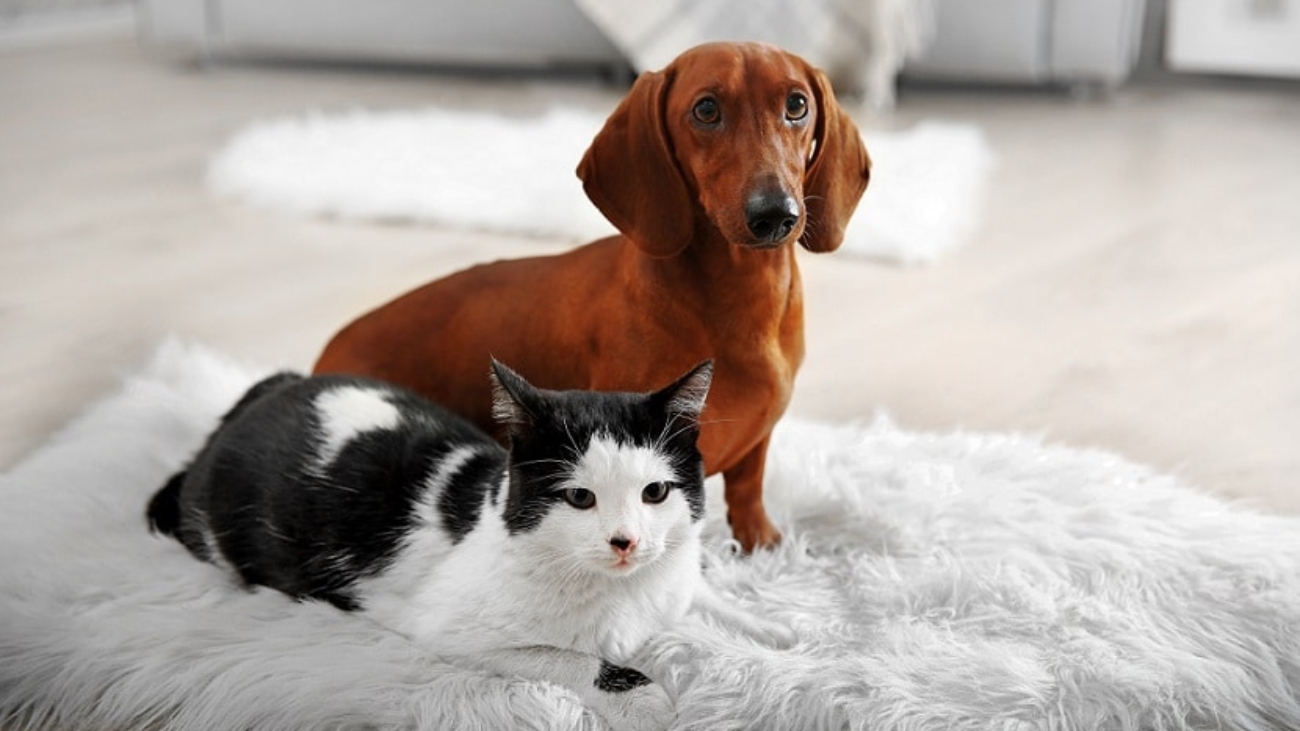 a pet subject dont assume in strata developments