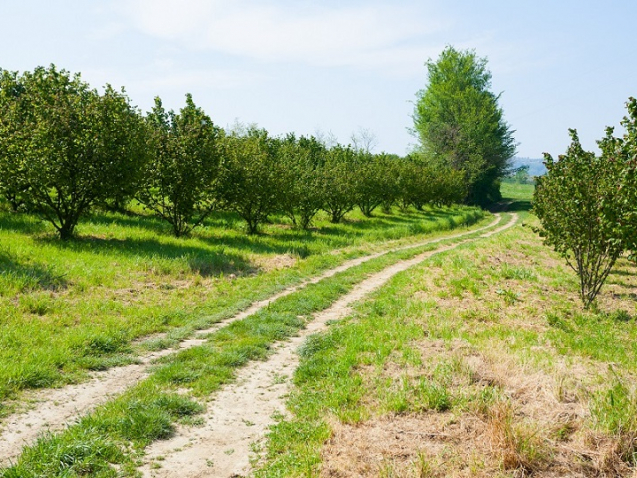 the pressures driving regional property growth